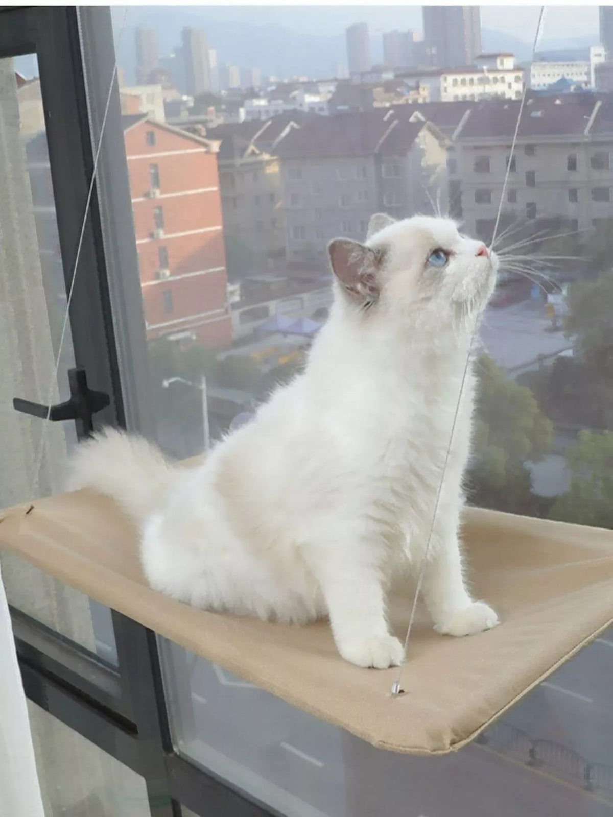 Window Perch Cat Hammock with Suction Cups - Lilixa.store