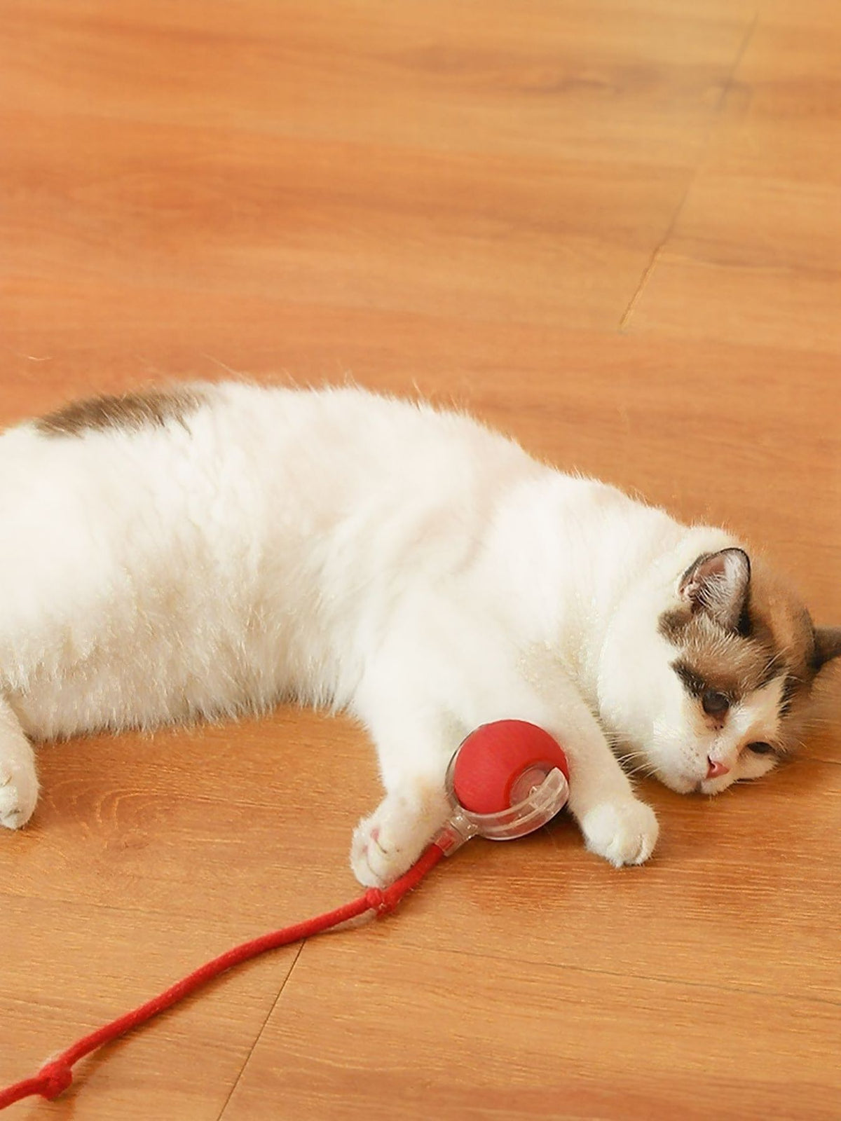 Interactive Ball Cat Sound Toy with Rope