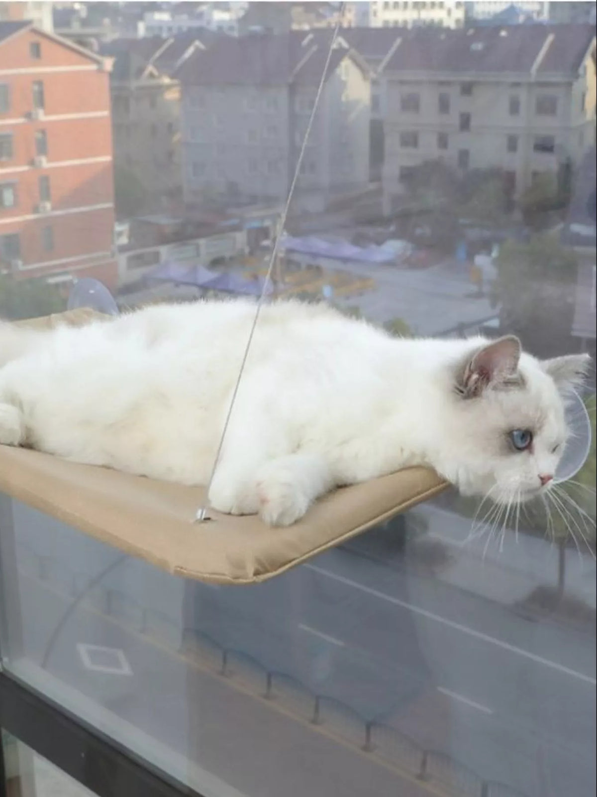 Window Perch Cat Hammock with Suction Cups - Lilixa.store