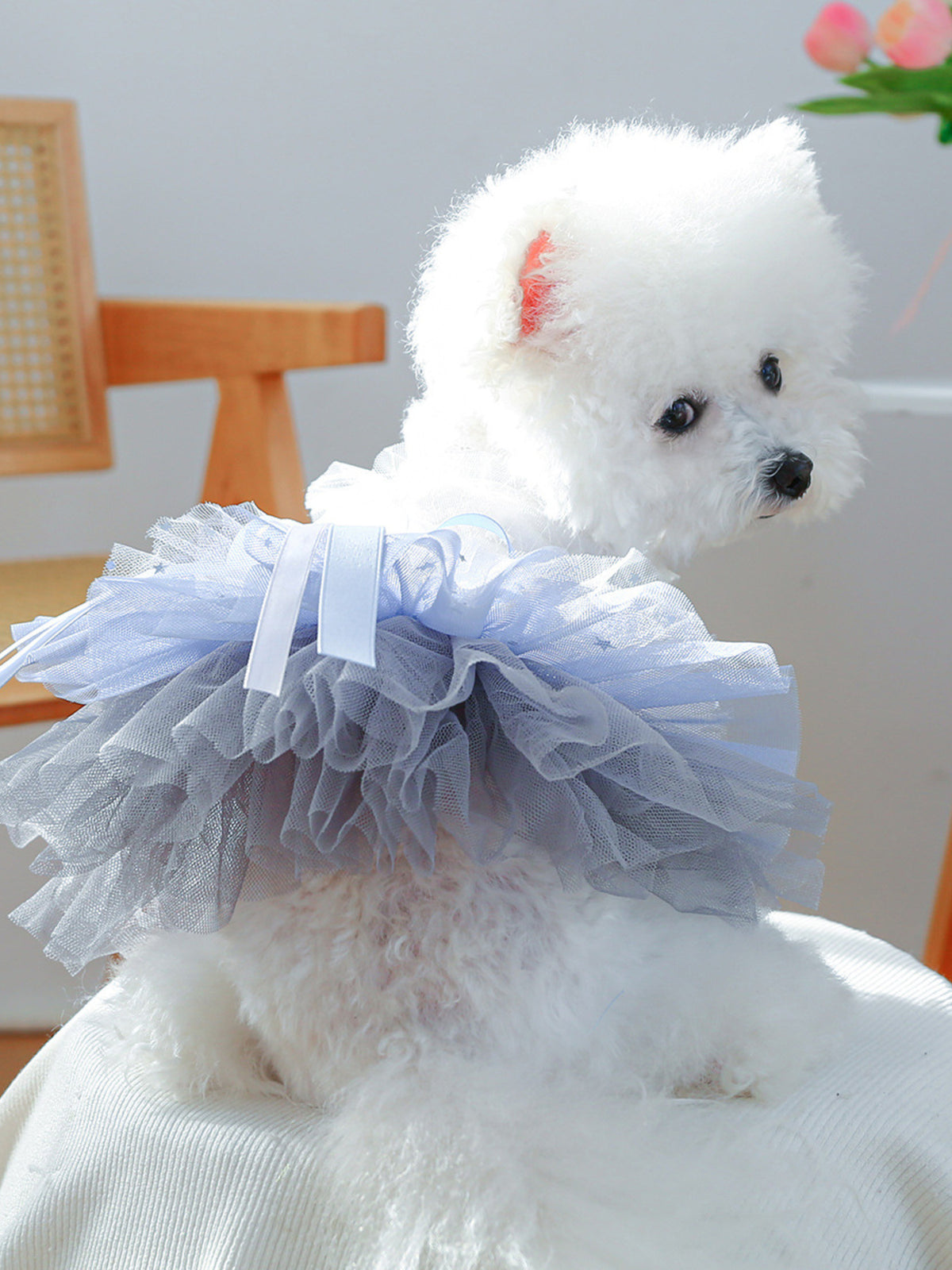 Lace Tutu Pet Dress - Lilixa.store
