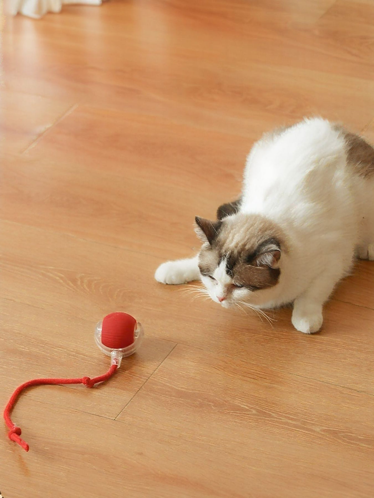 Interactive Ball Cat Sound Toy with Rope - Lilixa.store