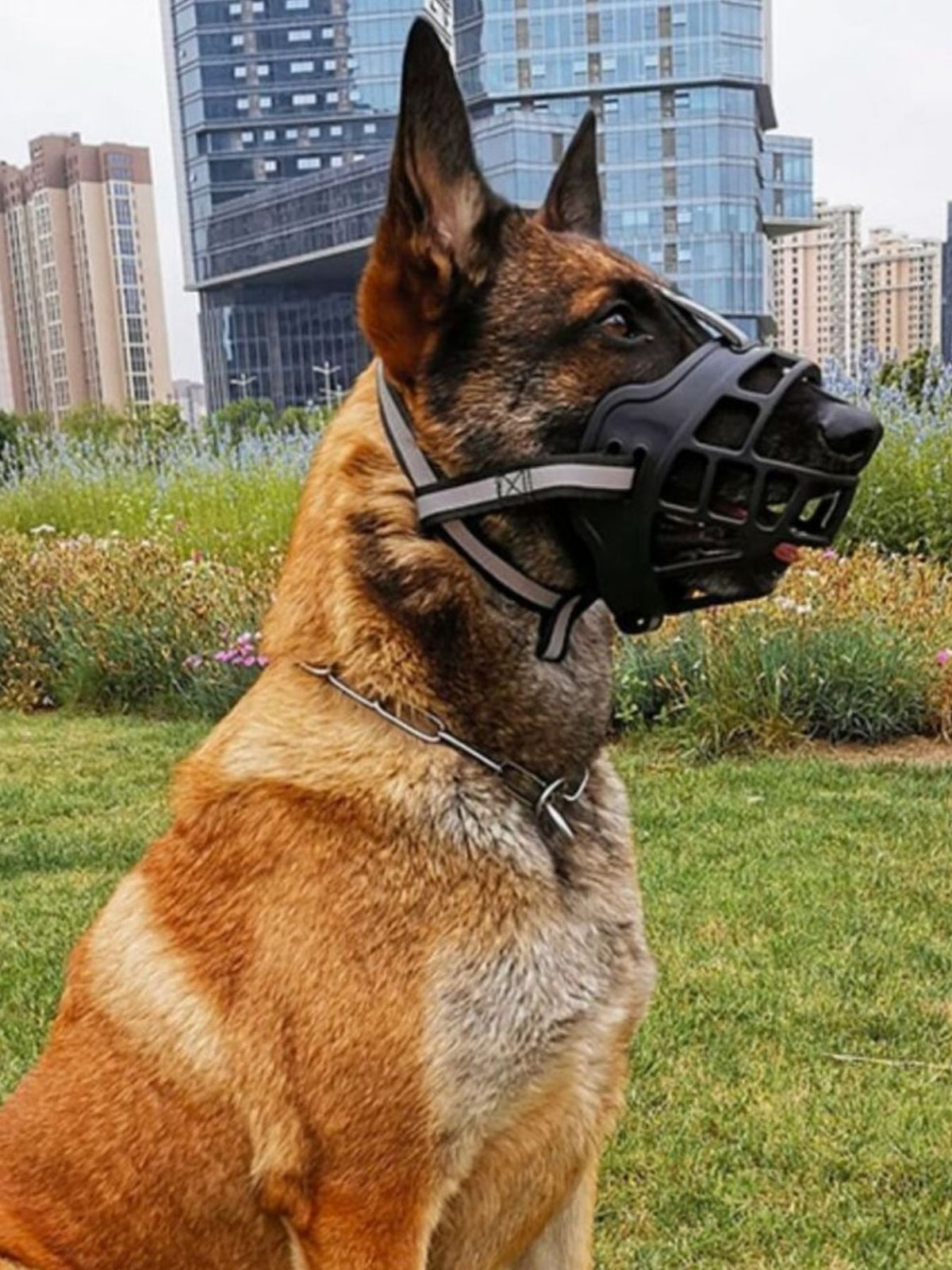 Anti-Bite Pet Muzzle - Lilixa.store