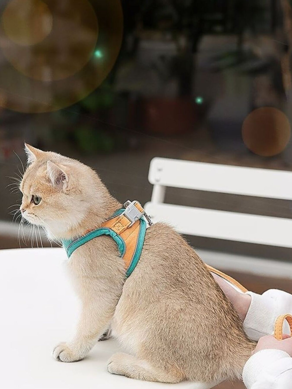 Escape-Proof Cat Harness and Leash Set - Lilixa.store