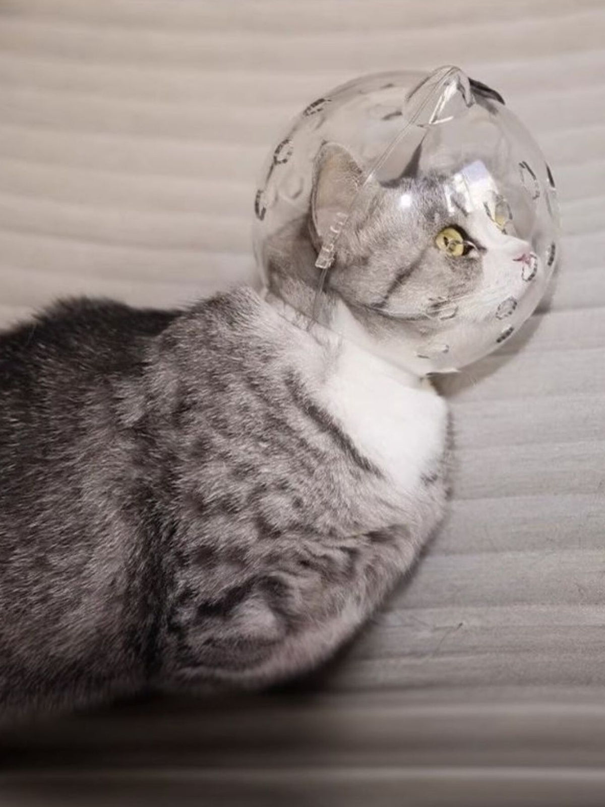 Transparent Anti-Bite Pet Spherical Head Cover - Lilixa.store
