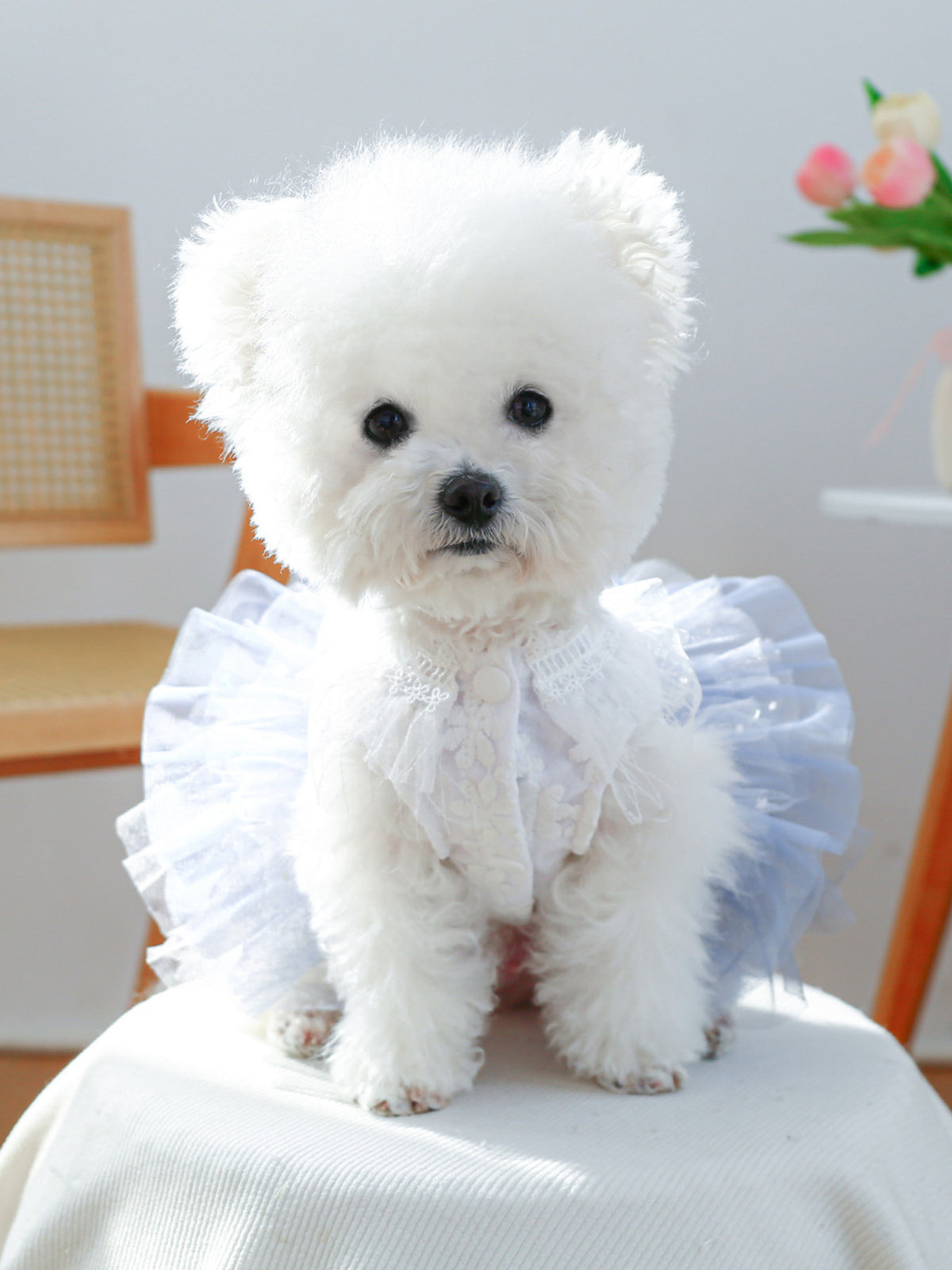 Lace Tutu Pet Dress - Lilixa.store